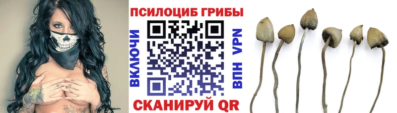 Псилоцибиновые грибы мухоморы  Венёв 